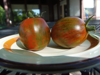 Striped/Bicolor Tomatoes